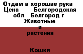 Отдам в хорошие руки › Цена ­ 1 - Белгородская обл., Белгород г. Животные и растения » Кошки   . Белгородская обл.